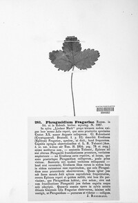 Phragmidium fragariae image
